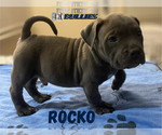 Small #1 American Bully