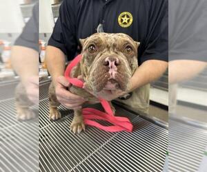 American Pit Bull Terrier Dogs for adoption in Rosenberg, TX, USA