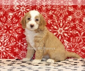 Miniature Bernedoodle Puppy for sale in DENVER, PA, USA