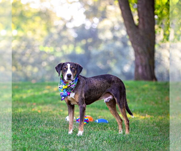 Medium Photo #4 Catahoula Leopard Dog-Mountain Cur Mix Puppy For Sale in Unionville, PA, USA
