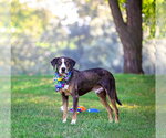 Small #3 Catahoula Leopard Dog-Mountain Cur Mix