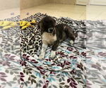 Small Anatolian Shepherd