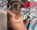Small #5 Shorkie Tzu