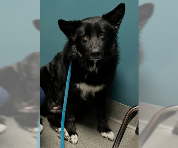 Medium Photo #2 Border Collie-Unknown Mix Puppy For Sale in Ventura, CA, USA