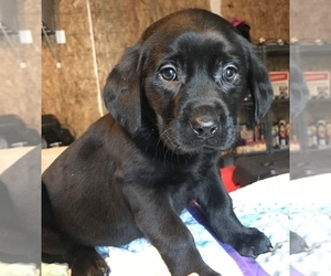 Labrador Retriever Puppy for sale in LAKE STEVENS, WA, USA