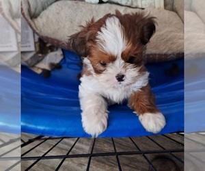 Cavapoo Puppy for sale in SPOTSYLVANIA, VA, USA