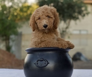 Goldendoodle-YorkiePoo Mix Puppy for sale in MENIFEE, CA, USA