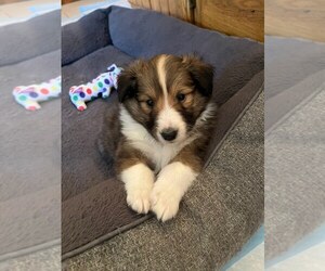 Shetland Sheepdog Puppy for sale in ANDOVER, MN, USA