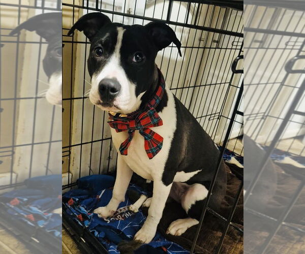 Medium Photo #2 Mutt Puppy For Sale in Germantown, OH, USA