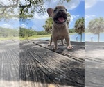 Small Photo #2 French Bulldog Puppy For Sale in LAUD LAKES, FL, USA