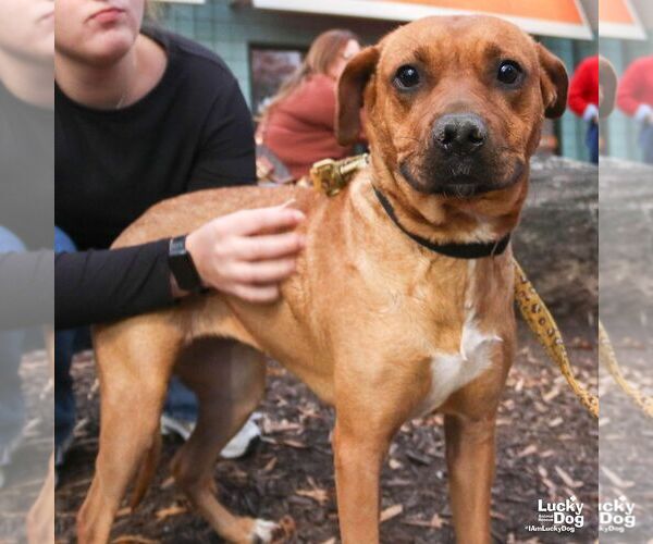 Medium Photo #2 Retriever -Unknown Mix Puppy For Sale in Washington, DC, USA