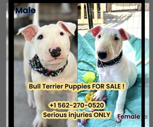 Bull Terrier Puppy for sale in LOS ANGELES, CA, USA