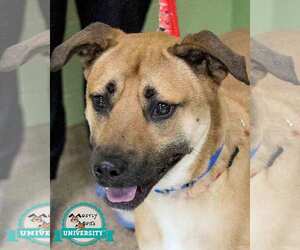 Mutt Dogs for adoption in Kennesaw, GA, USA