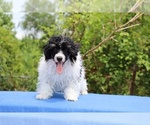 Small #13 Poodle (Toy)