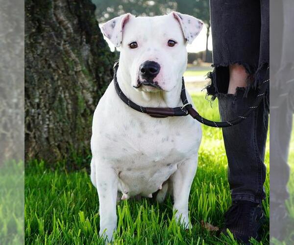 Medium Photo #2 Mutt Puppy For Sale in Modesto, CA, USA