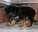 Small #1 German Shepherd Dog