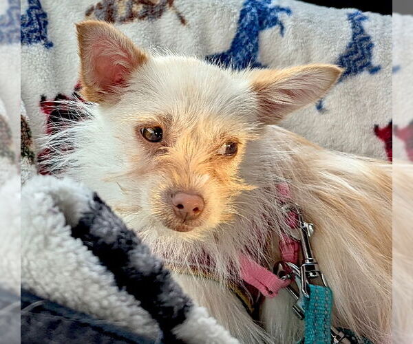 Medium Photo #1 Chiranian Puppy For Sale in Mount Airy, NC, USA