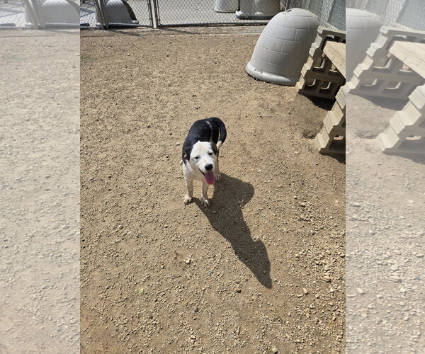 Medium Photo #1 Mutt Puppy For Sale in Maquoketa, IA, USA