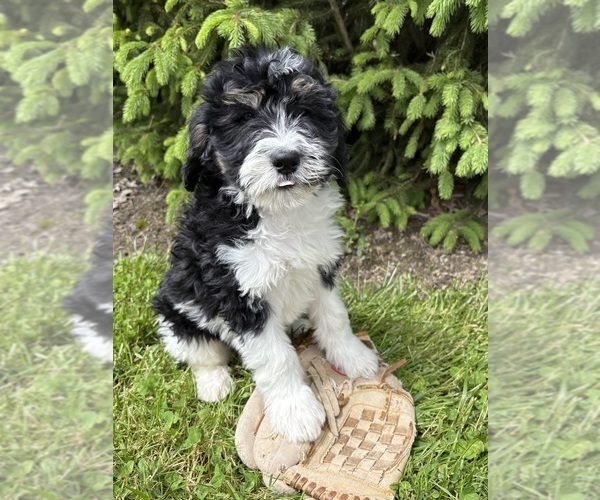 Medium Photo #3 Bernedoodle Puppy For Sale in MIDDLEBURY, IN, USA