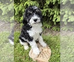 Small #2 Bernedoodle