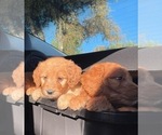 Small Photo #4 Goldendoodle Puppy For Sale in VALLEJO, CA, USA