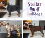 Small Photo #3 Bulldog Puppy For Sale in PASADENA, TX, USA