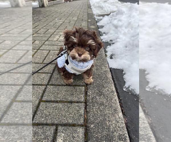 Medium Photo #1 Shih Tzu Puppy For Sale in Hamburg, Hamburg, Germany