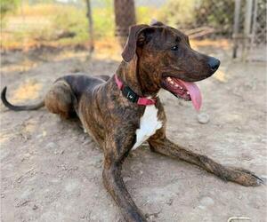 Plott Hound-Unknown Mix Dogs for adoption in Sacramento, CA, USA