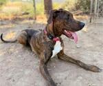 Small Plott Hound Mix