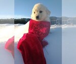 Puppy 2 Golden Retriever