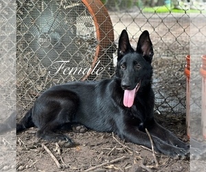 German Shepherd Dog Puppy for sale in RUSKIN, FL, USA