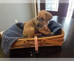 Puppy Pink plad Great Dane