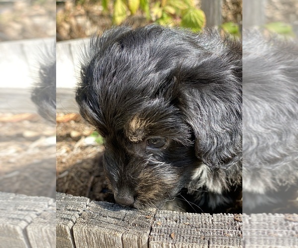 Medium Photo #4 Aussiedoodle-Aussiedoodle Miniature  Mix Puppy For Sale in MONTECITO, CA, USA