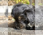 Small Photo #4 Aussiedoodle-Aussiedoodle Miniature  Mix Puppy For Sale in MONTECITO, CA, USA