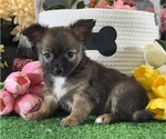 Small #3 Chihuahua