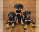 Small #3 Doberman Pinscher