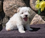 Small #1 Havanese