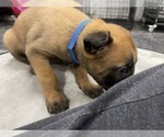 Small Photo #145 Belgian Malinois Puppy For Sale in REESEVILLE, WI, USA