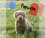 Puppy Popsicle Labrador Retriever