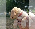 Small #7 Labrador Retriever