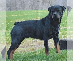 Father of the Rottweiler puppies born on 04/03/2025