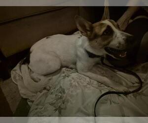 Mutt Dogs for adoption in San Antonio, TX, USA