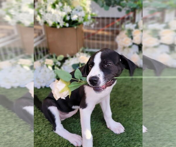 Medium Photo #5 Great Pyrenees Puppy For Sale in Spring, TX, USA