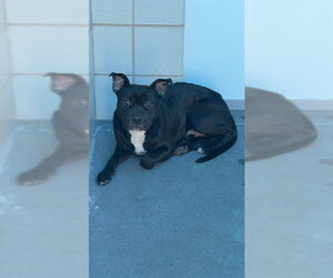 American Pit Bull Terrier-Unknown Mix Dogs for adoption in Corpus Christi, TX, USA