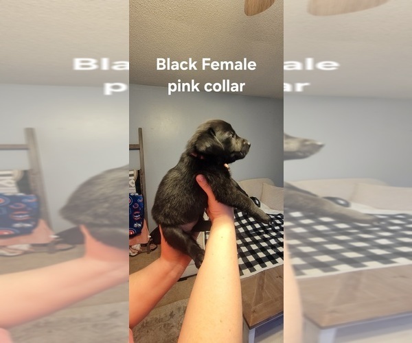 Medium Photo #2 Labrador Retriever Puppy For Sale in CHATHAM, IL, USA