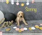 Small Photo #7 Goldendoodle Puppy For Sale in BLUFFTON, IN, USA