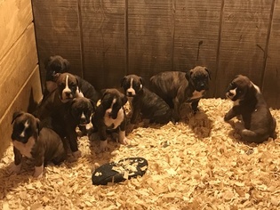 Boxer Puppy for sale in SCOTTSVILLE, VA, USA