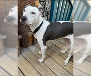 Bull-Boxer Dogs for adoption in Chandler, AZ, USA