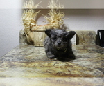 Puppy 2 Pomeranian-Poodle (Toy) Mix