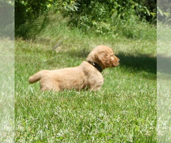 Medium Photo #2 Golden Retriever Puppy For Sale in WOLCOTT, VT, USA